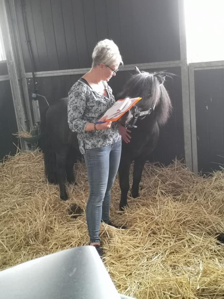 Kinésiologue effectuant un soin sur un cheval